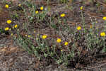 Ccottony goldenaster